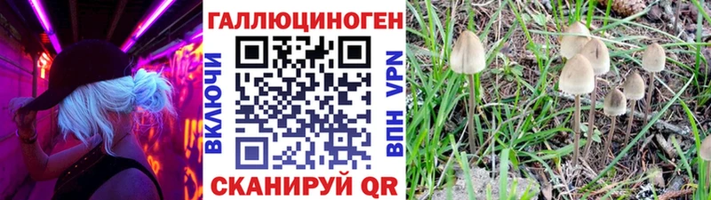 Галлюциногенные грибы Psilocybe Новоузенск